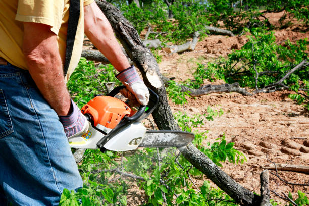 Trusted Manchester, MI Tree Removal Experts